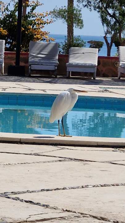 Pool Bliss Nada Beach Resort