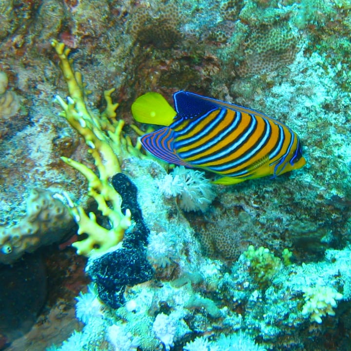 Sport & Freizeit Desert Rose