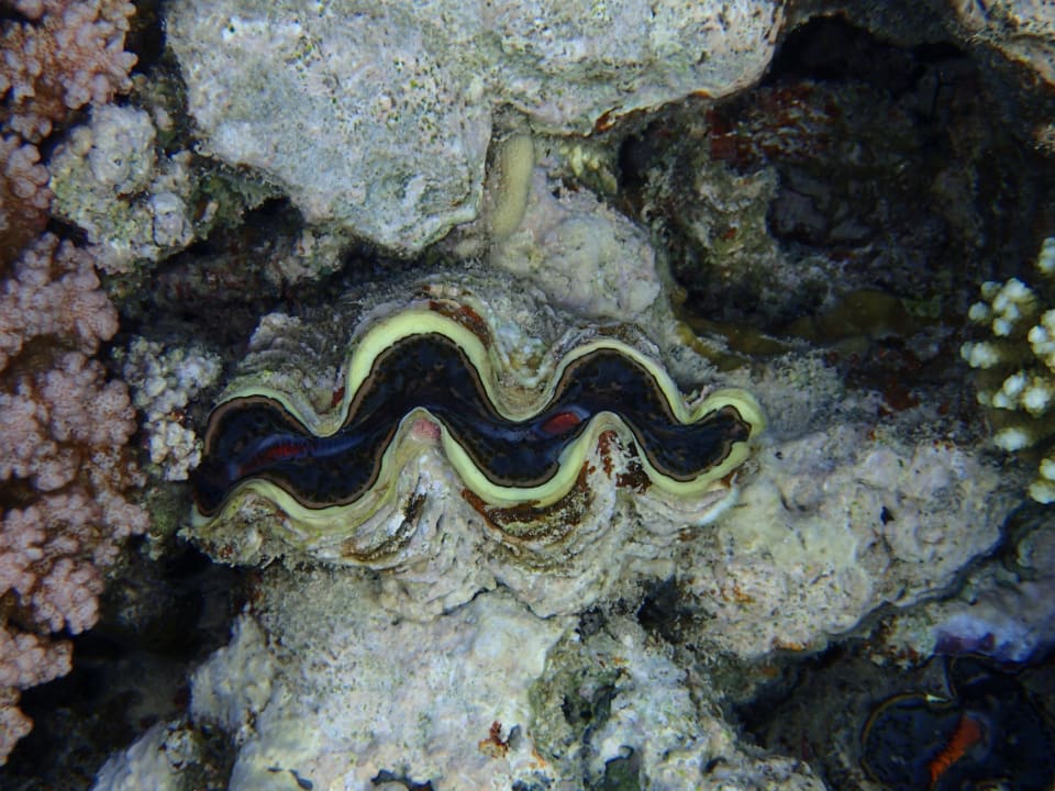 Strand Steigenberger Coraya Beach - Adults only