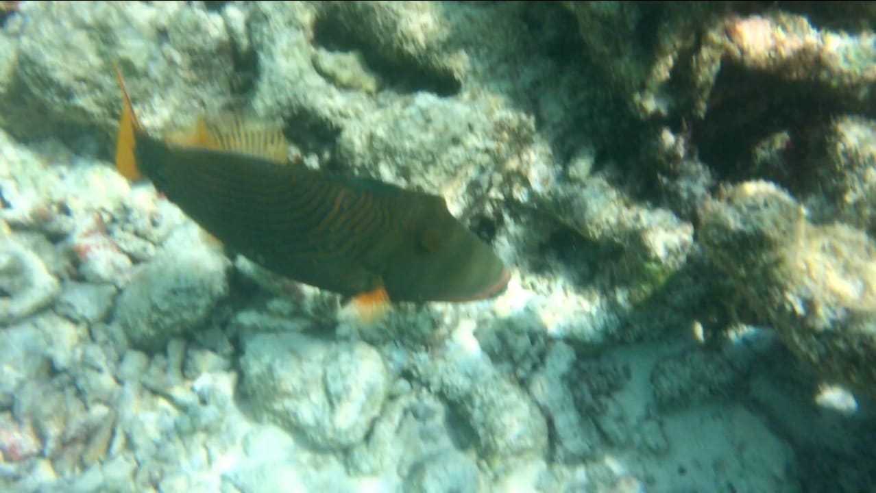 Fische Adaaran Club Rannalhi - All Inclusive