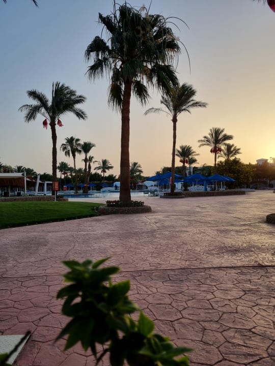 Gartenanlage Desert Rose