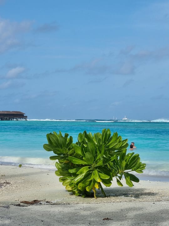 Strand Meeru Maldives Resort Island