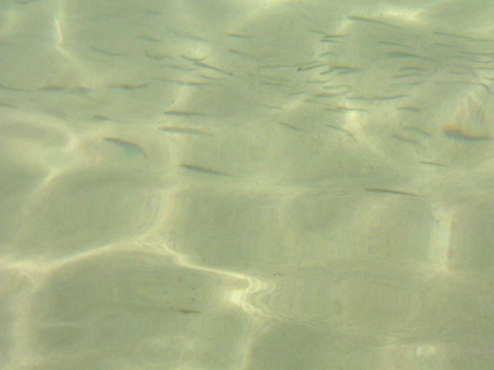 so klar,das man die fische sehen kann Hotel Medina Belisaire & Thalasso