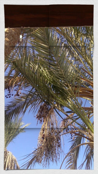 Schwer zu erkennen-ein Olivenbaum Riviera Aqua Park Resort