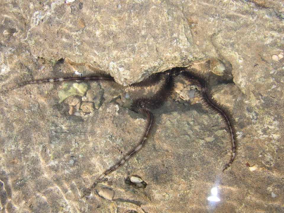 Seestern am Strand Pickalbatros Palace Resort