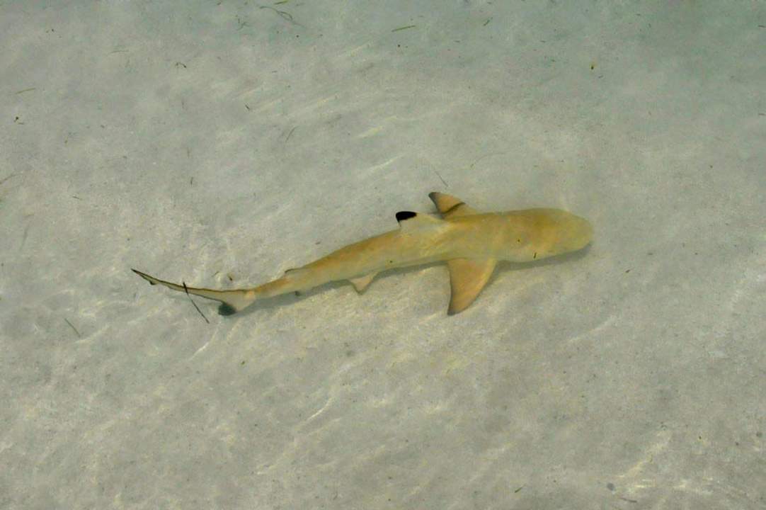 Babyhai Meeru Maldives Resort Island