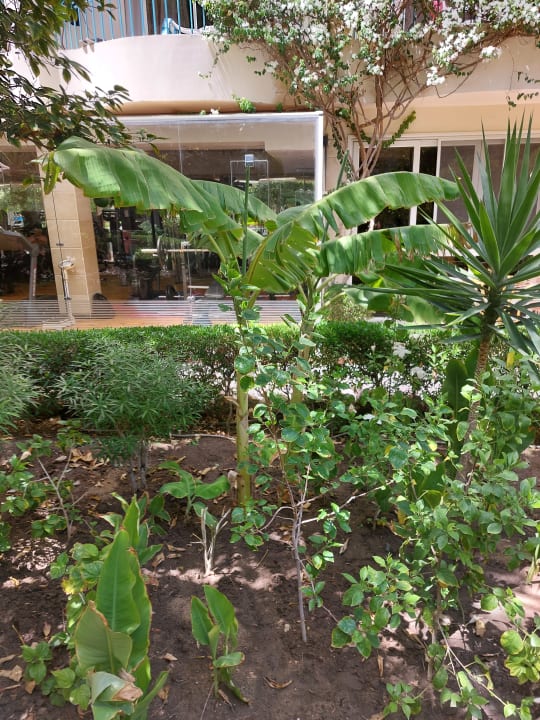 Gartenanlage Bella Vista Resort Hurghada