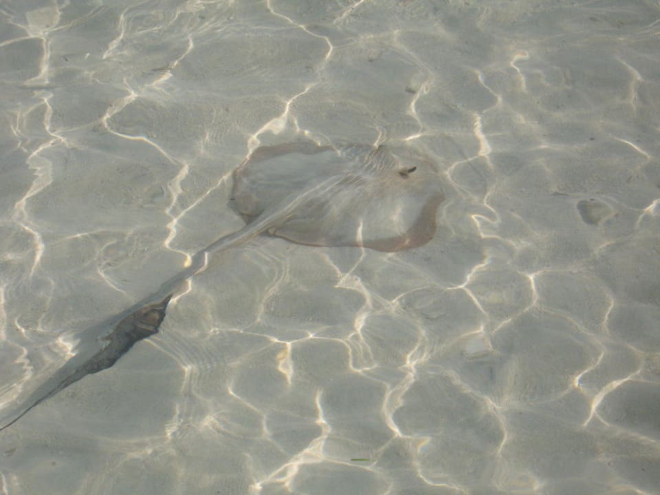 Rochen an der Wasserlinie Kuredu Island Resort & Spa