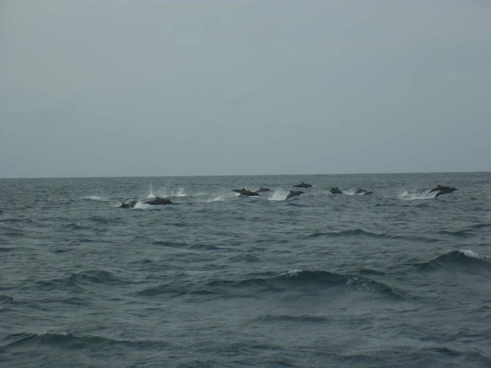 Delfintour Biyadhoo Island Resort