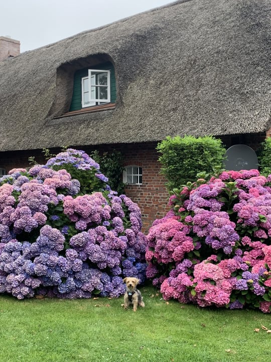 Gartenanlage Landhaus Altes Pastorat