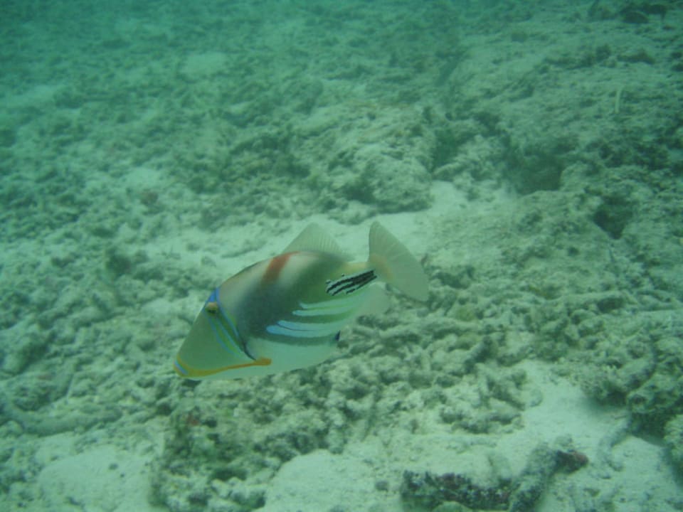 Picasso Drücker Adaaran Select Hudhuran Fushi - Premium All Inclusive