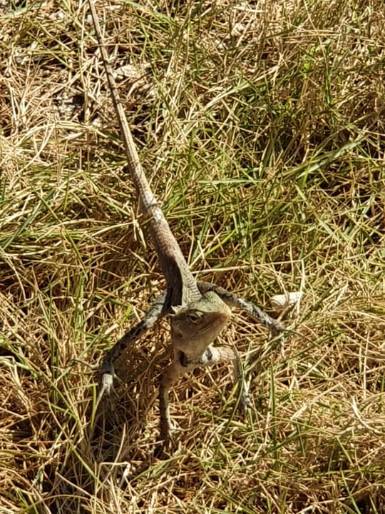 Sonstiges Cinnamon Dhonveli Maldives