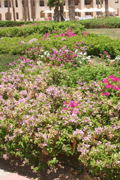 Grün und bunt  Cleopatra Luxury Resort Makadi Bay