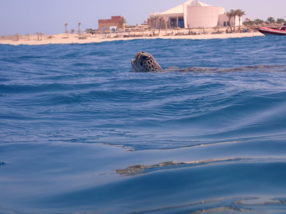 Strand Malikia Resort Abu Dabbab