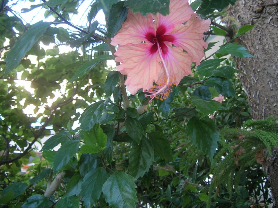 Hibiscus Hotel Kathrin Beach