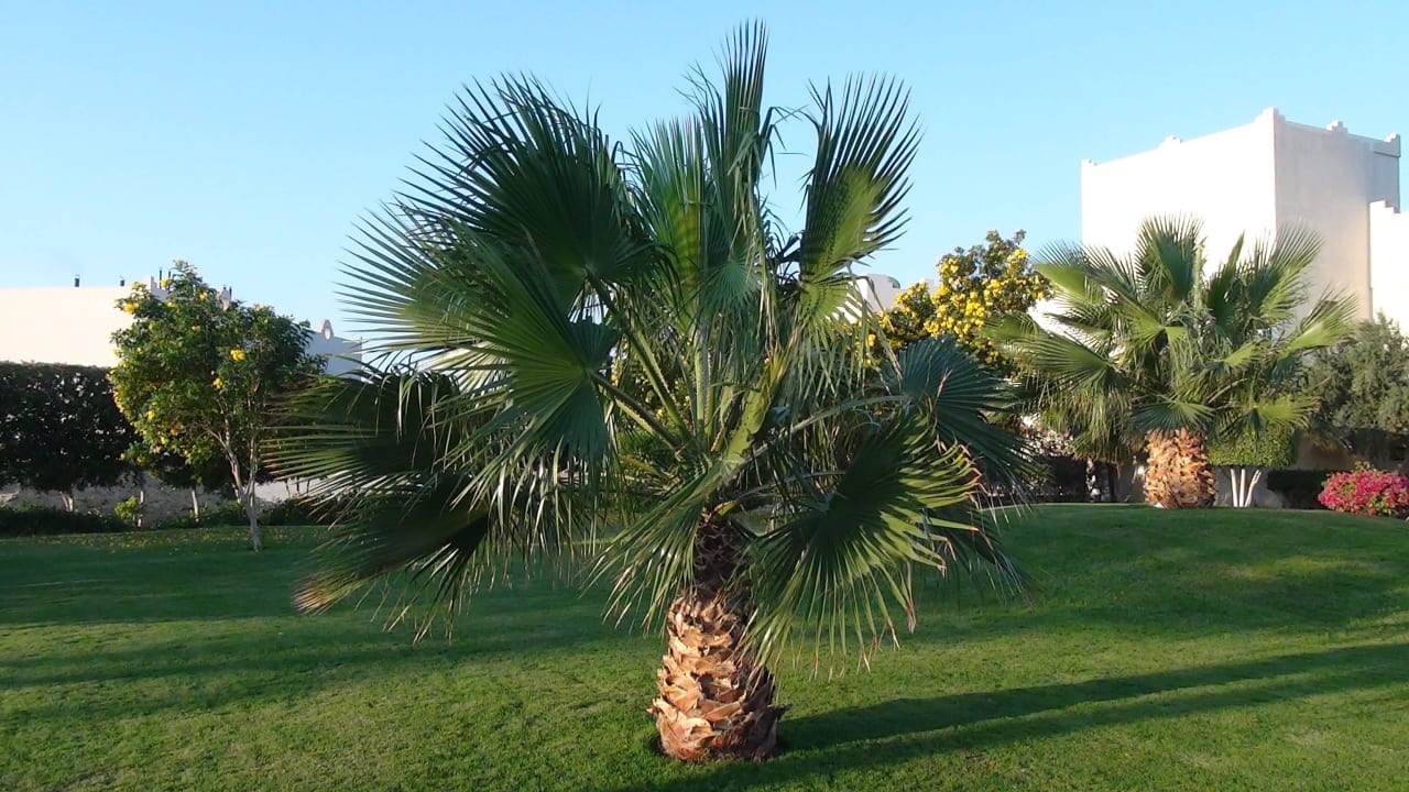 Ogród Three Corners Sea Beach Resort