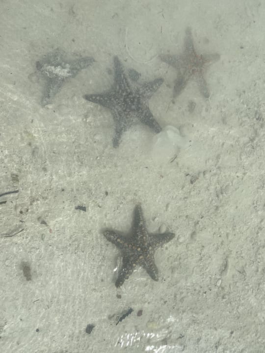 Strand Hotel Riu Palace Zanzibar