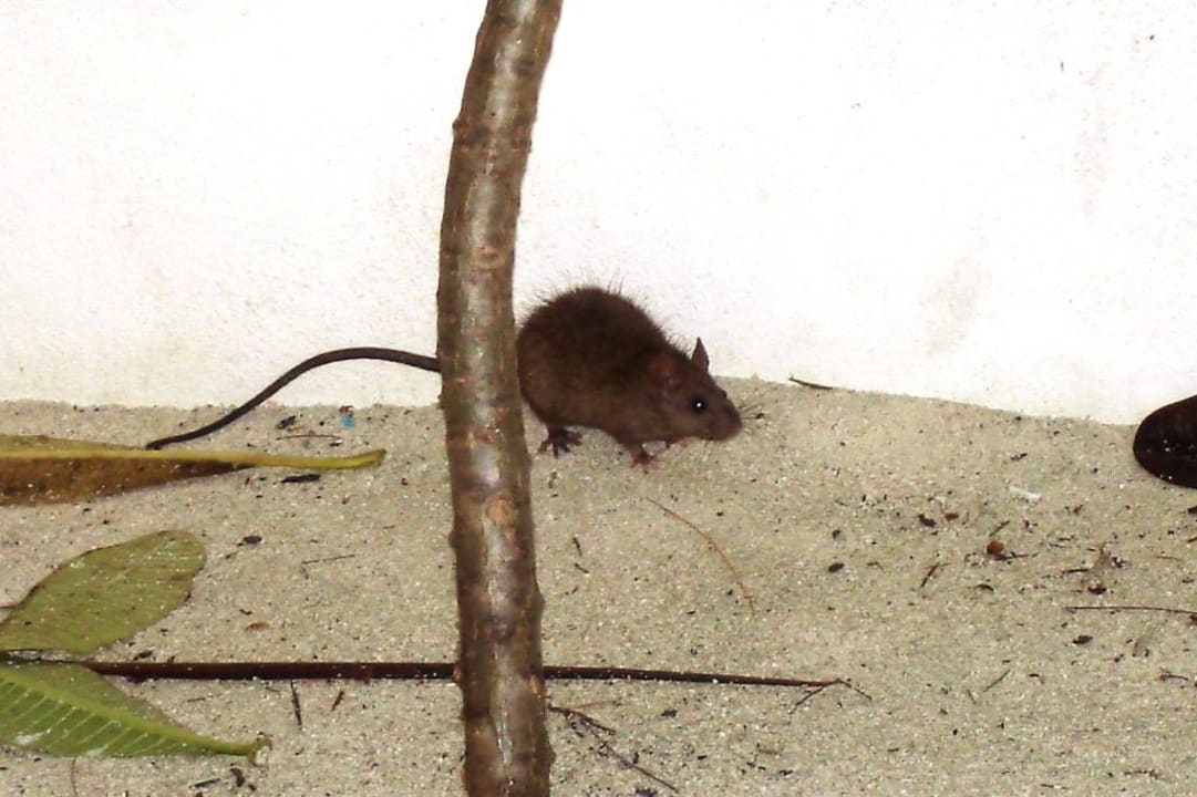 Ratte im Bad Meeru Maldives Resort Island