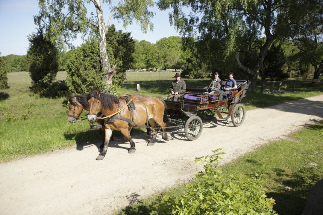 Kutschwagenfahrt ab Gasthof Menke Gasthof Menke