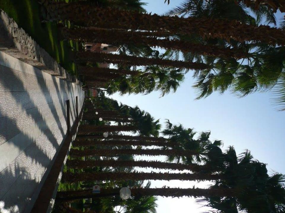Palmenweg zum Haupthaus Beach Albatros Resort