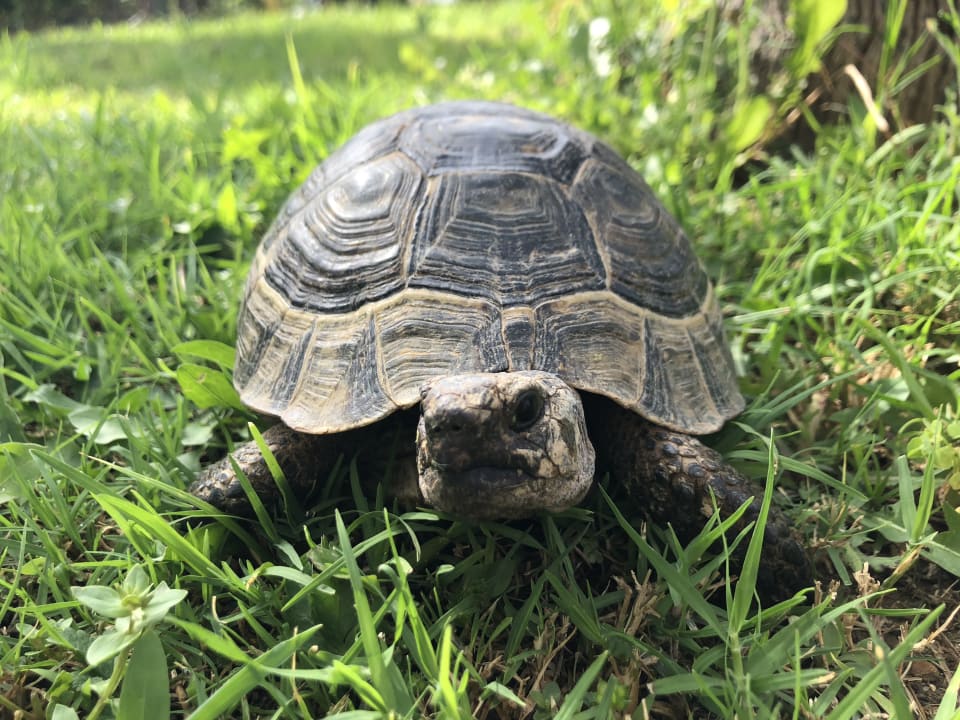 Gartenanlage Saphir Resort & Spa