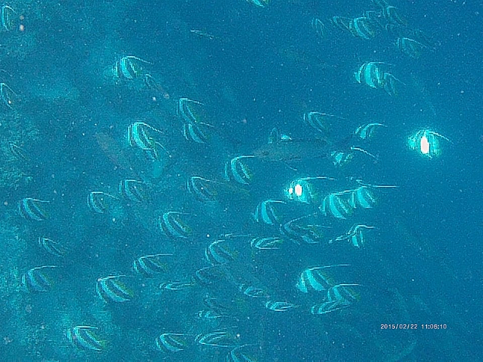 Hausriffbewohner NH Collection Maldives Reethi Resort