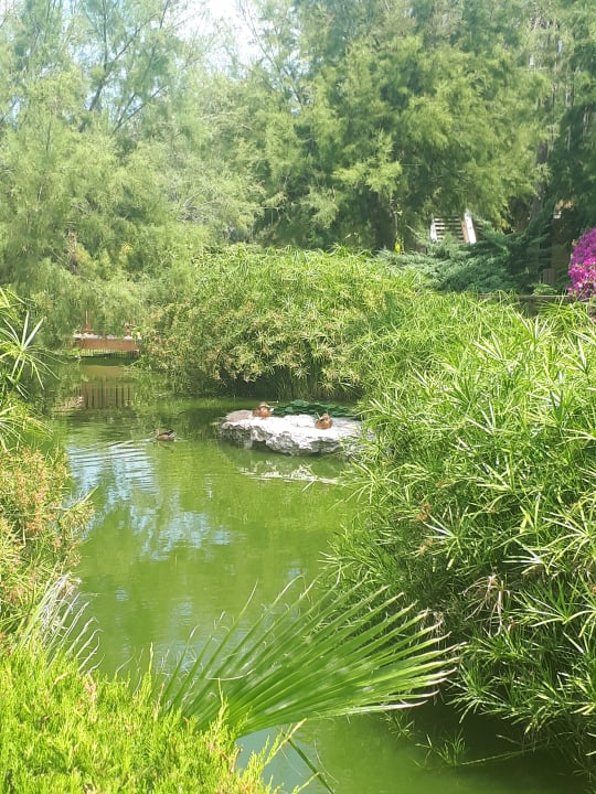 Gartenanlage PortBlue Club Pollentia Resort & Spa