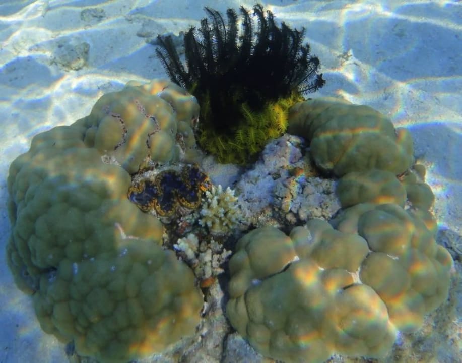 Schnorcheln Fihalhohi Maldives