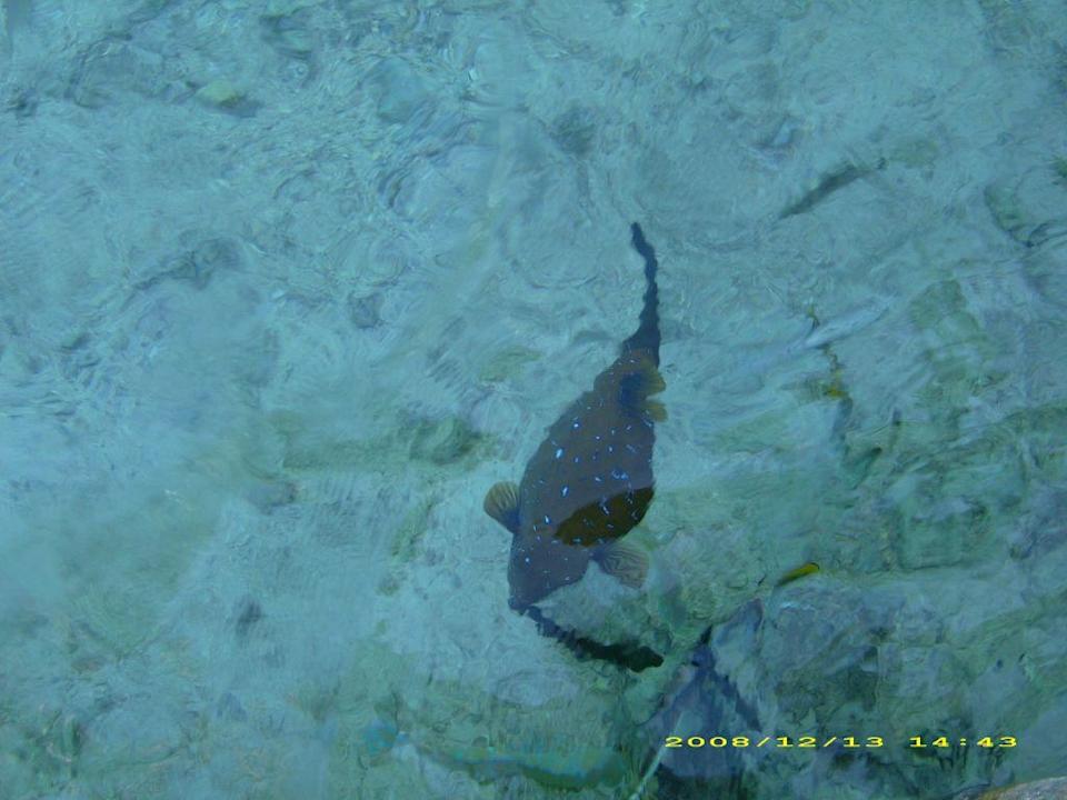 Unterwasserwelt Pickalbatros Royal Moderna Resort-Sharm El Sheikh