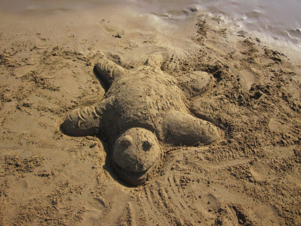 Schildkröte am Strand Sunis Evren Beach Resort Hotel & Spa