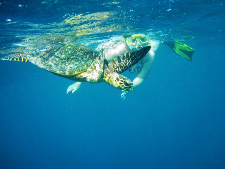 Mit einer Schildkröte schnorcheln Kuramathi Maldives