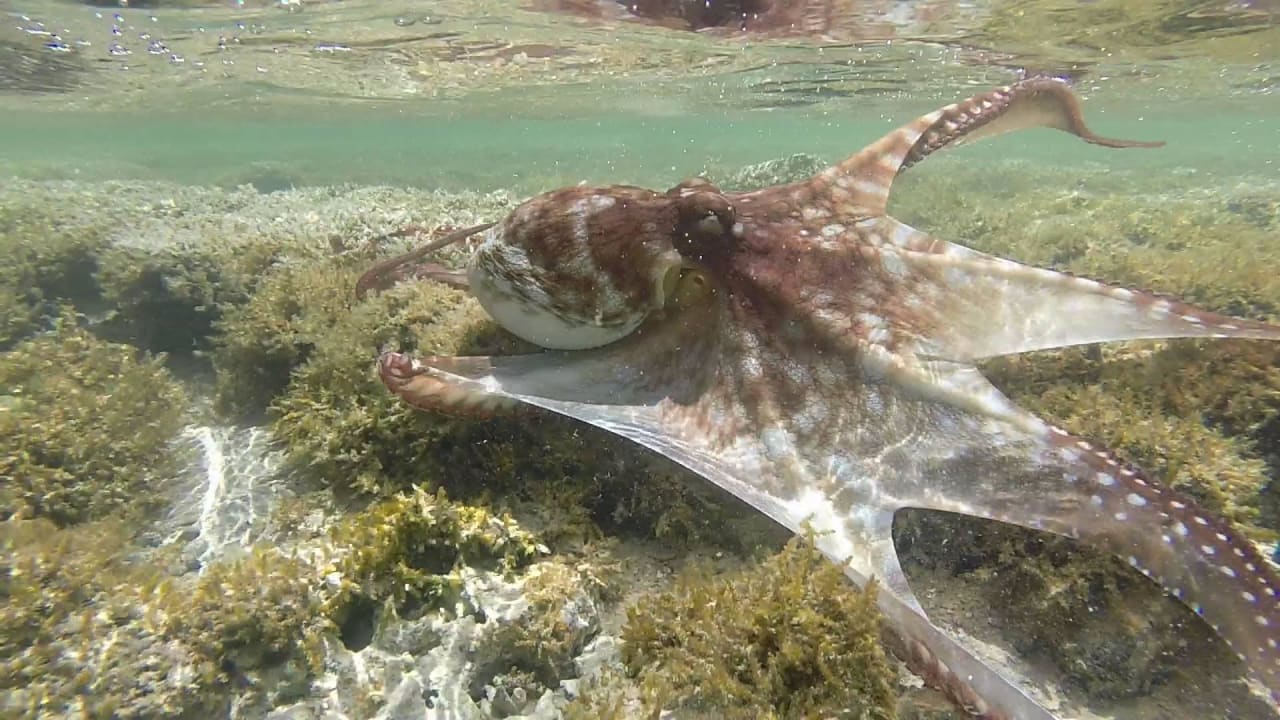 Makadi Spa Hausriff Makadi Spa - Adults only