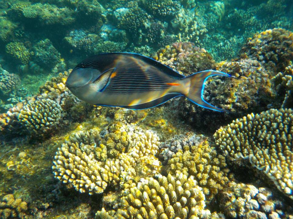 Hausriff Casa Mare Resort