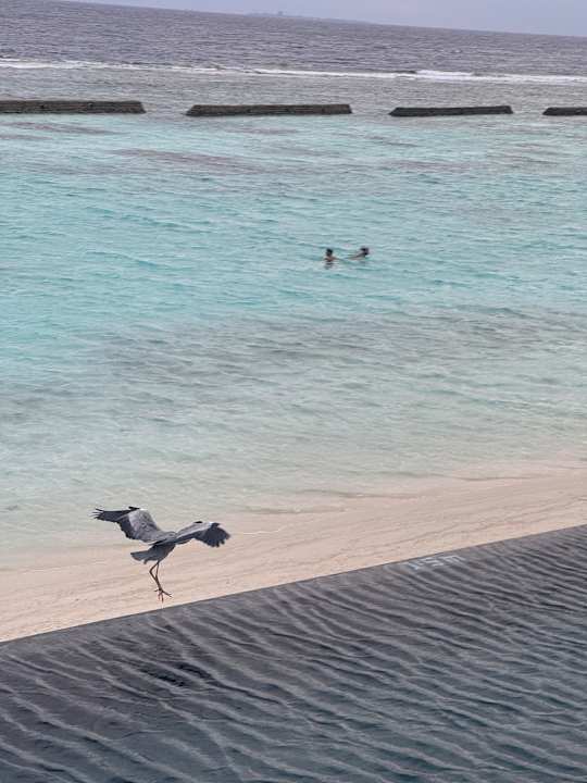 Strand Kuramathi Maldives