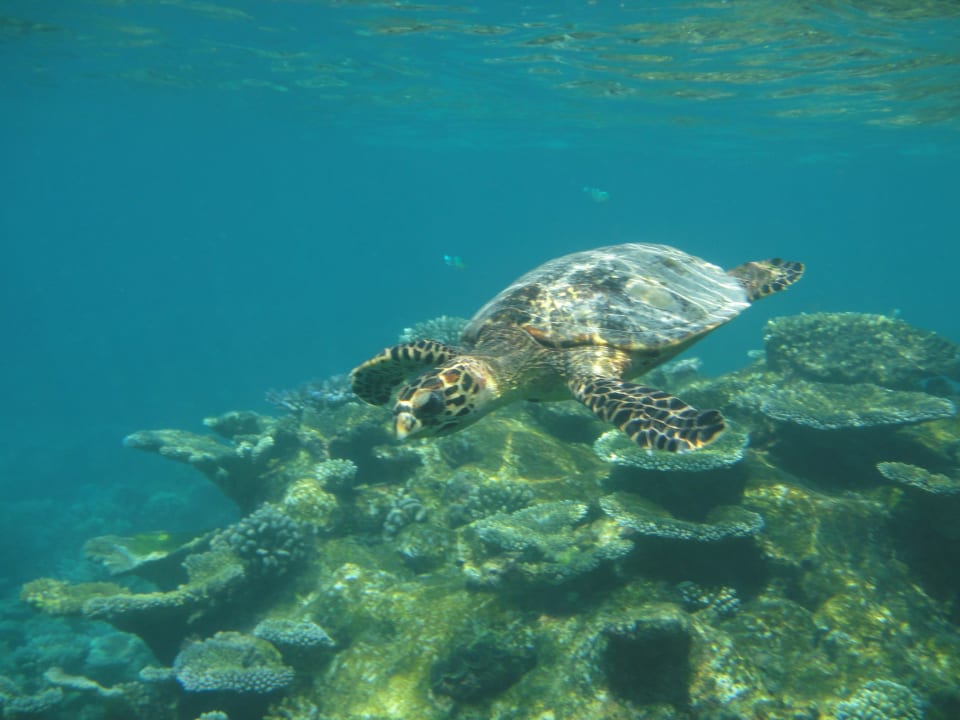 Riff  Mirihi Island Resort