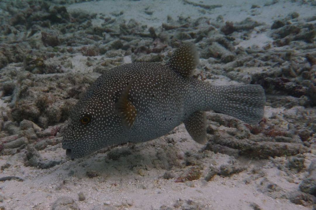 Unterwasserwelt - Kugelfisch Angaga Island Resort