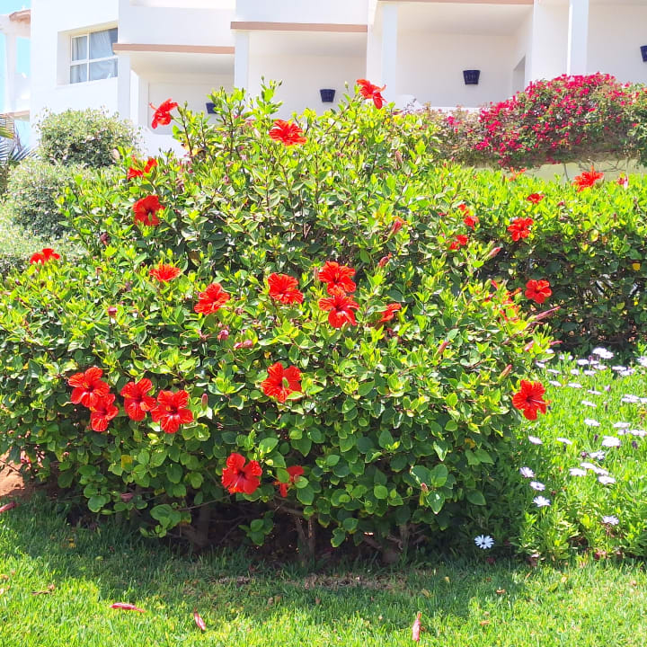 Gartenanlage Iberostar Waves Founty Beach