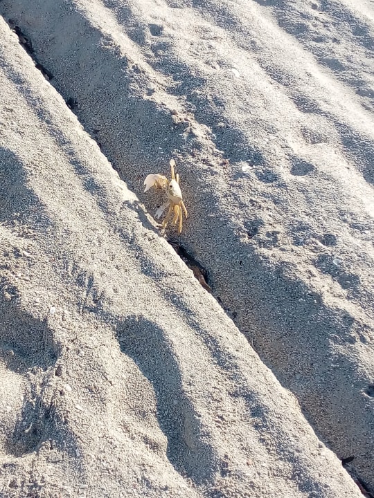 Strand Hotel Los Cactus