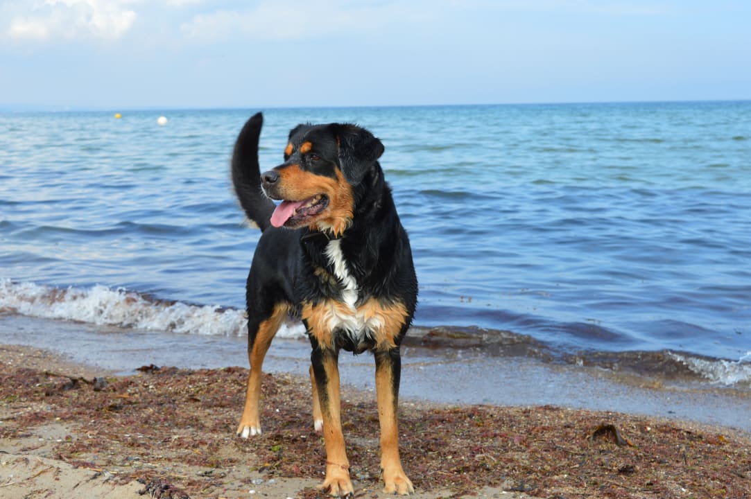 Strand Ferienwohnungen Ferienpark Weissenhäuser Strand