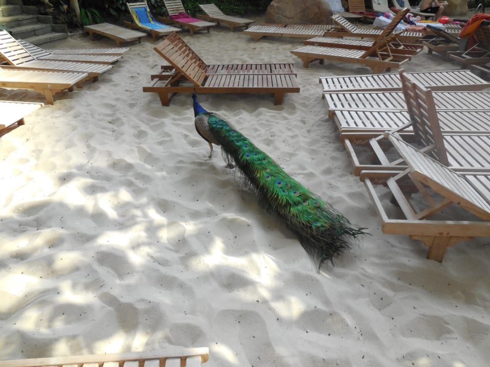 Vögel laufen frei herum!  Tropical Islands Resort