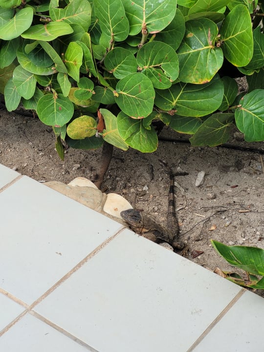 Gartenanlage Hotel Riu Dunamar