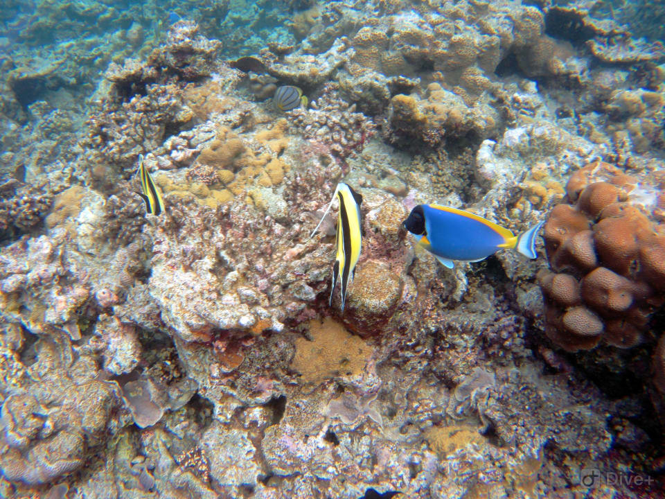 Sport & Freizeit Eri Maldives