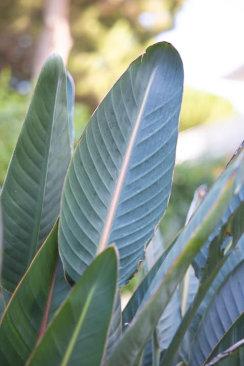 Gartenanlage Tirreno Resort