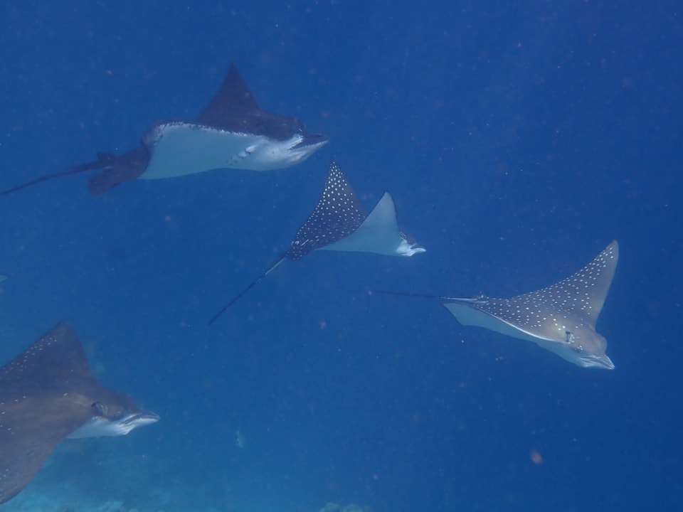 Sport & Freizeit Embudu Village