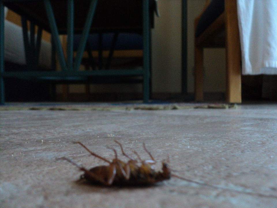 Współlokator Sultan Gardens Resort