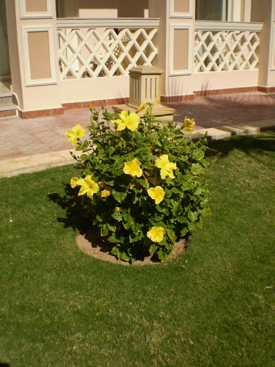Территория отеля Pickalbatros Palace Resort