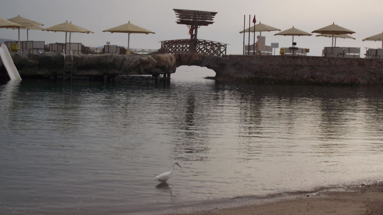 Цапля на пляже SUNRISE Holidays Resort (Adults Only)