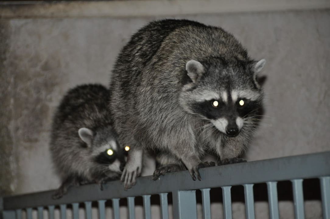 Waschbären Hotel Yosemite View Lodge