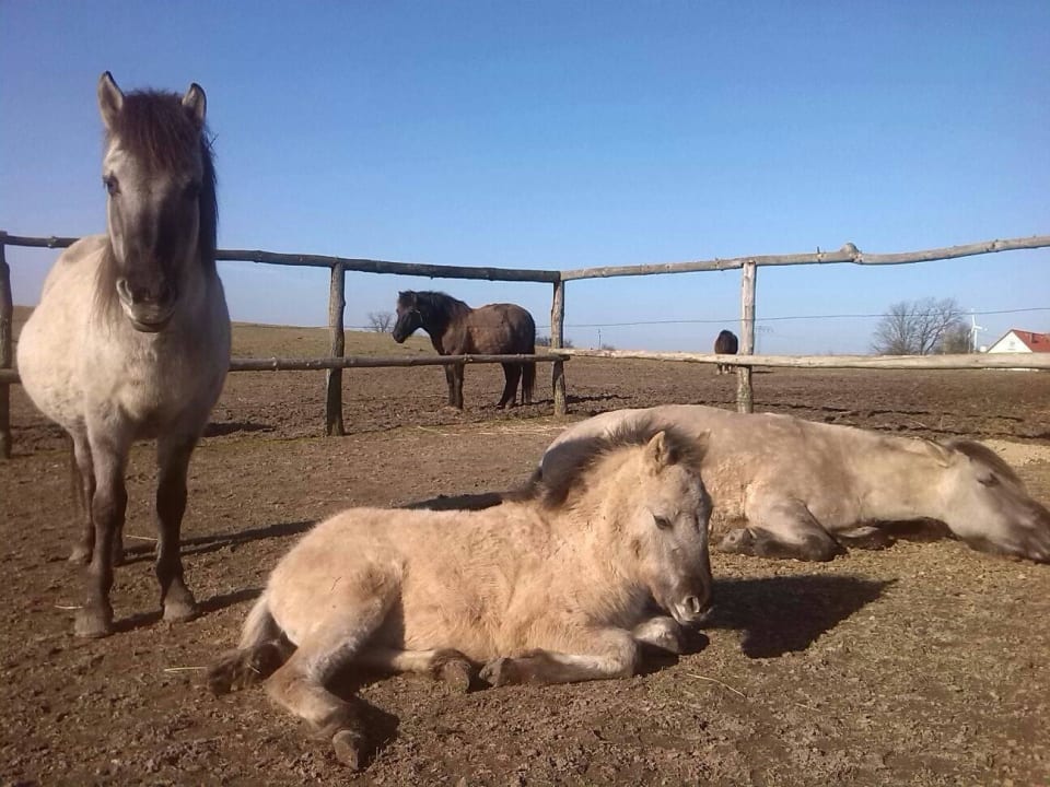 Wildpferde zum Reiten Landhaus Parsteinsee
