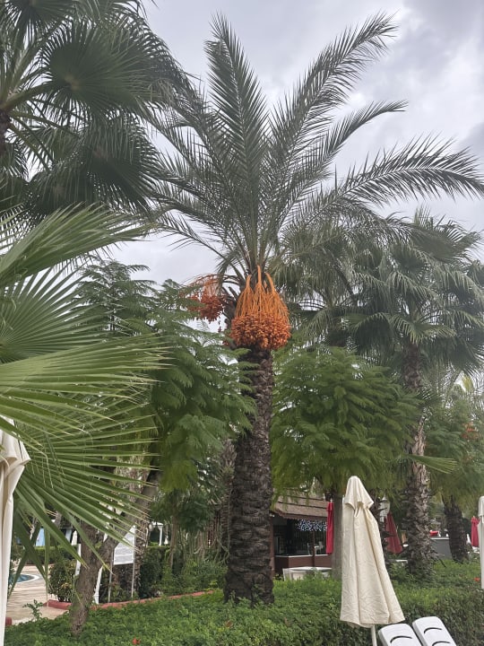 Gartenanlage Hotel Delphin Imperial